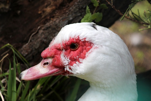 马竞的顽强 马竞的顽强